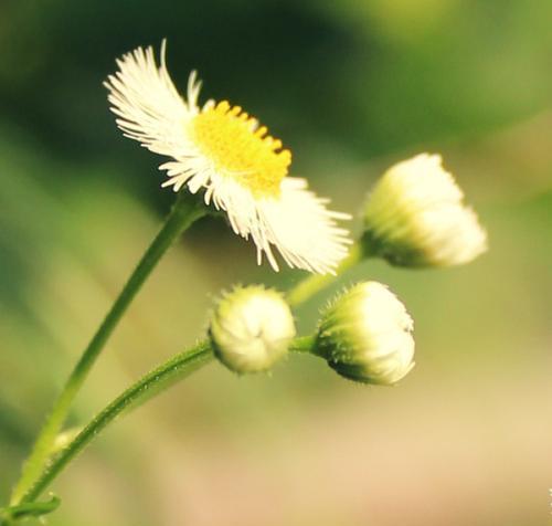 花的姿态奇遇（探索花海中的秘密，体验多彩姿态战斗，玩转《天涯明月刀手游》）