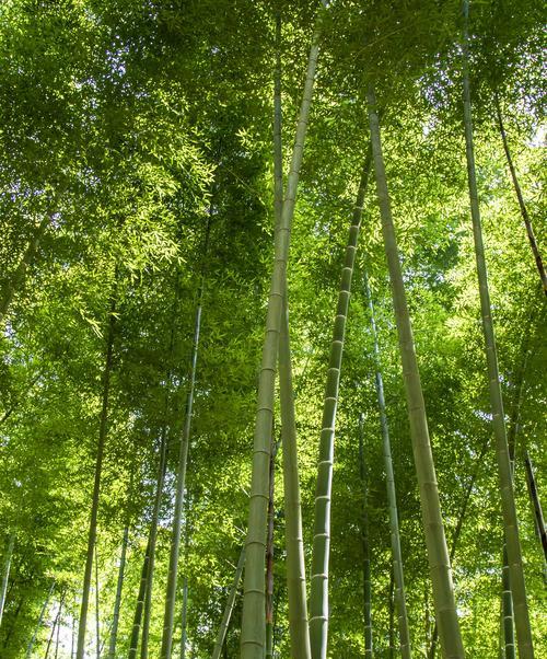 江湖风云录竹心属性及获得方式详解（探究竹心的获得方式及属性加成，提高江湖实力）