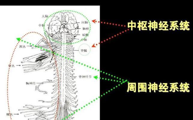 人体工厂通关技巧大揭秘（以中枢神经为重点，以游戏为主的通关技巧分享）