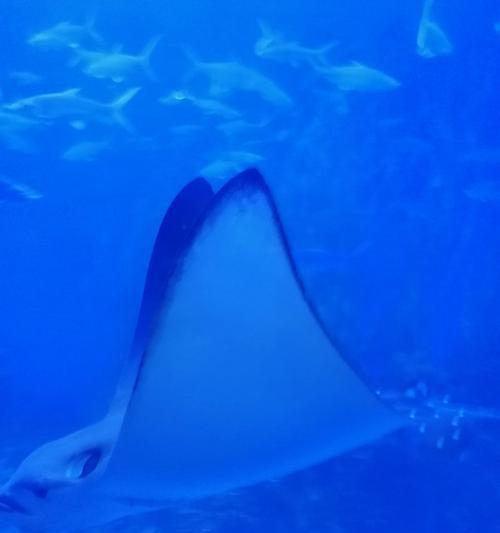 文明大爆炸水族馆与剧场比较（探究哪个更适合游戏爱好者）