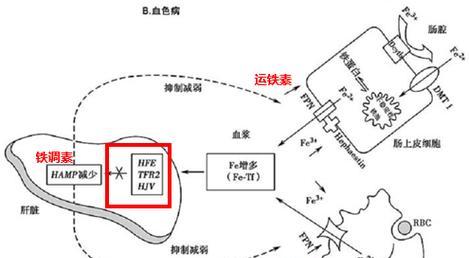 以我和细胞的49天生活培养自己的细胞吧（用游戏体验科学）