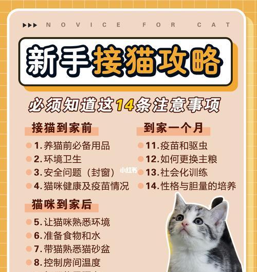 《以小森生活养猫攻略——新手养猫技巧详解》（从零开始）