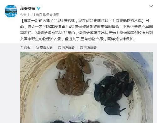 《小鸡快跑2》游戏捕捉迷你蟾蜍攻略（如何快速捕捉并升级迷你蟾蜍）