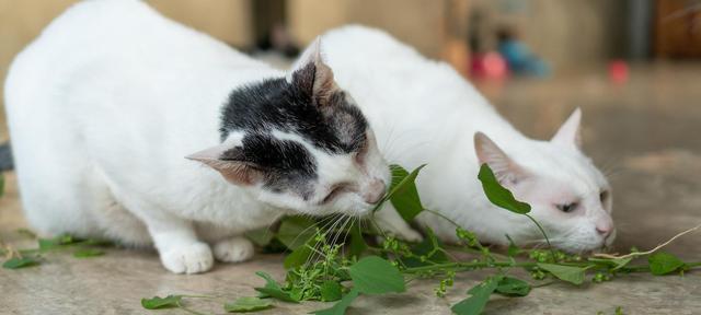 《以小森生活猫薄荷获得方法一览》（了解如何在游戏中获取猫薄荷）