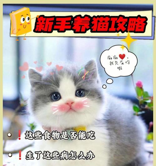 小森生活养猫攻略（打造一个温馨的猫咪世界）