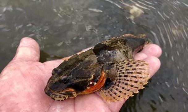 《寻找七星鳢的江湖之旅》（游戏《烟雨江湖》中七星鳢的获得位置介绍）