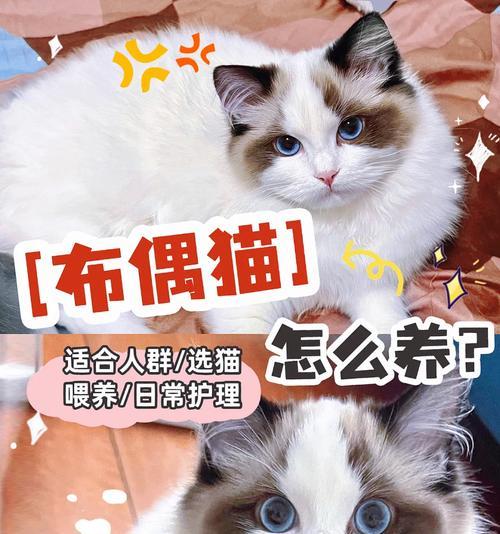 开心消消乐养猫为何不见了？如何找回丢失的猫？