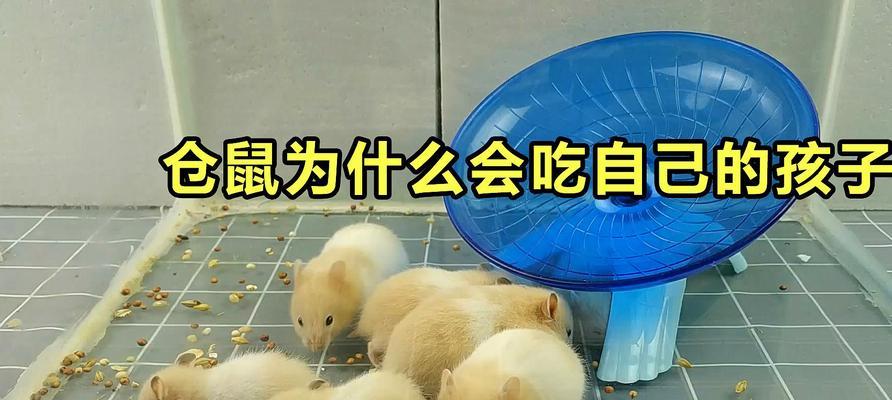 梦幻西游中如何养仓鼠孩子？仓鼠孩子的养成方法是什么？